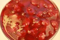 Начинка КС Вишневая (40%),5кг